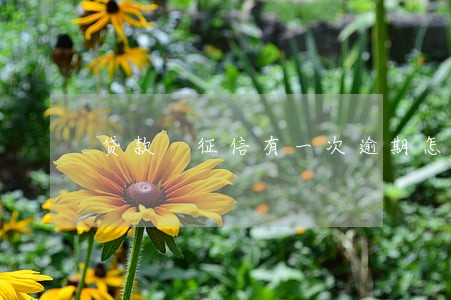 贷款 征信有一次逾期怎么办